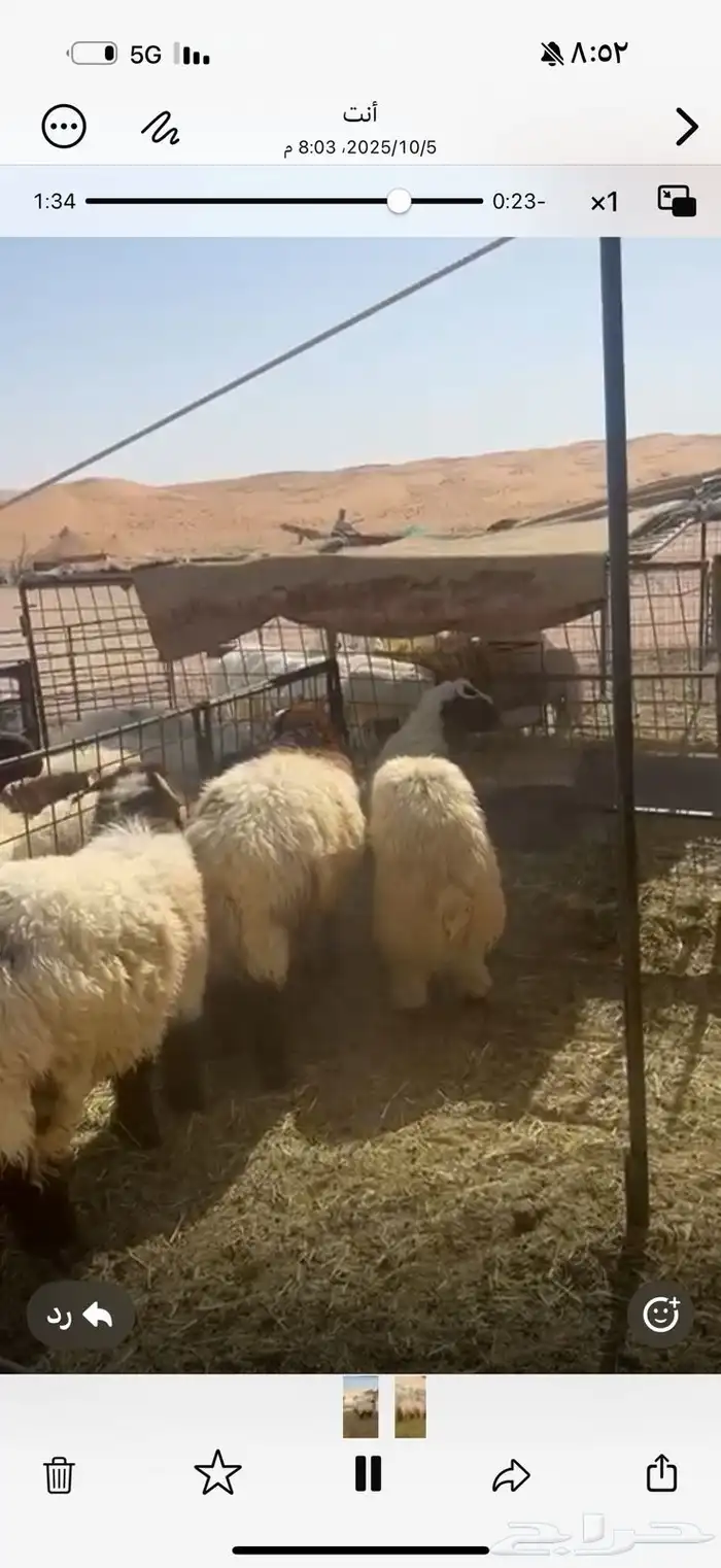 جذعان نعيم خرفان 3