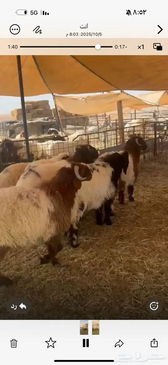 جذعان نعيم خرفان 1