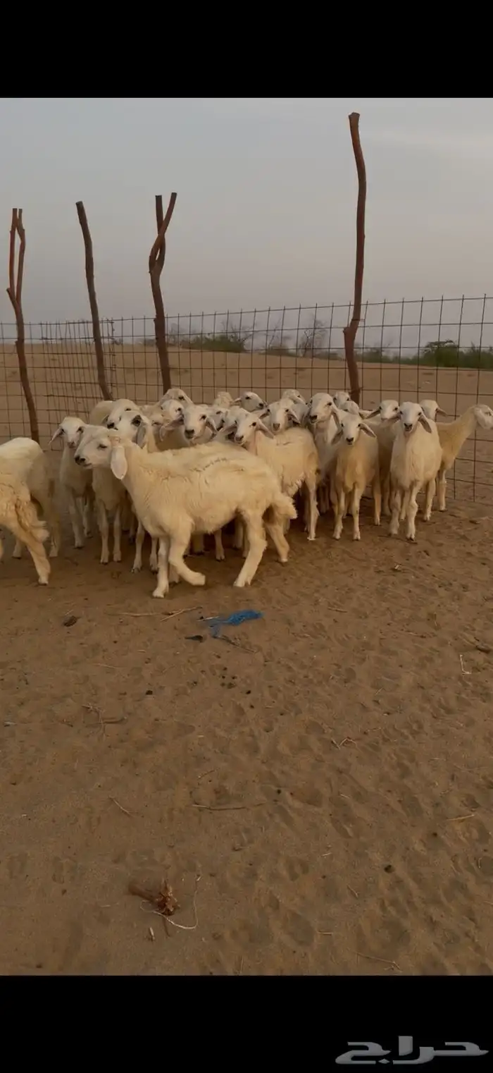بهم للبيع تربية 0