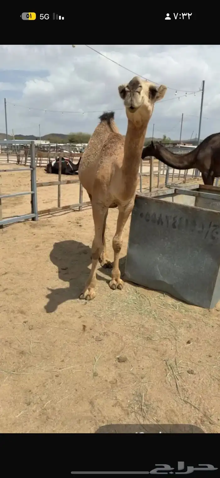 للبيع بكره حمراء 0