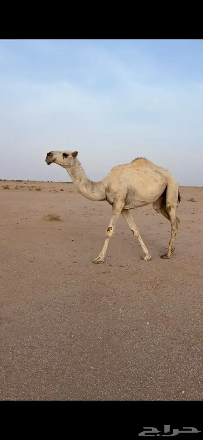 بكره حقه كفو 2