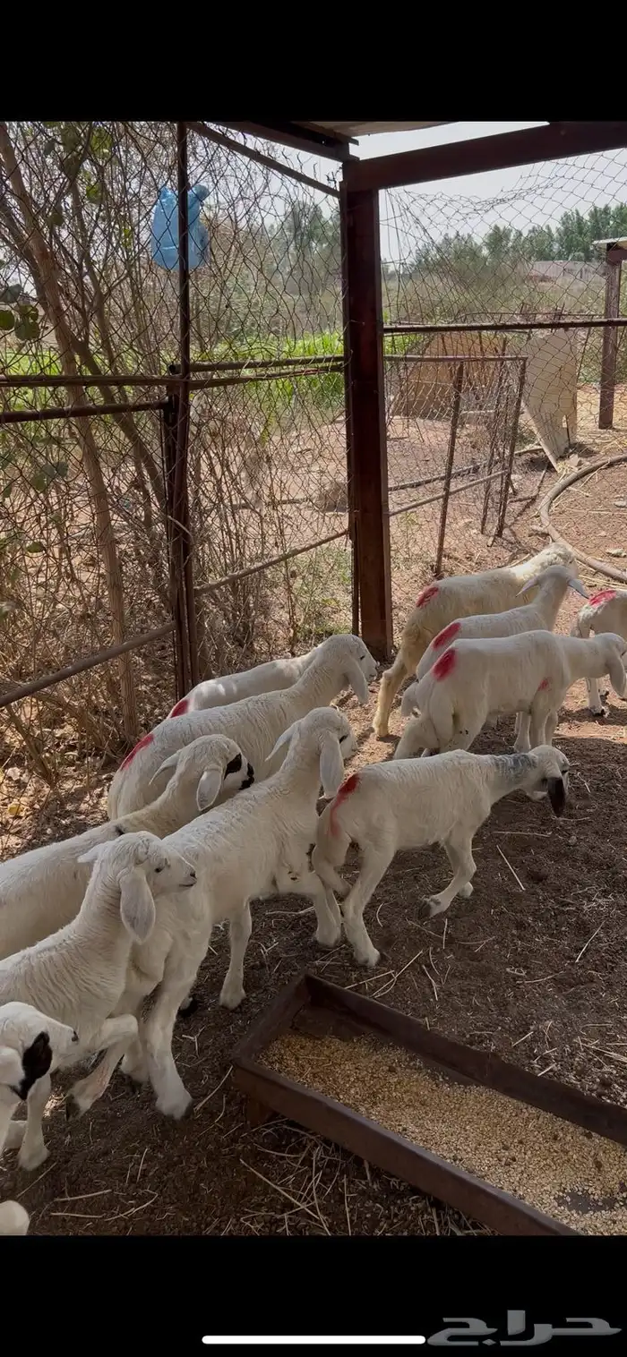 حلال للبيع 3