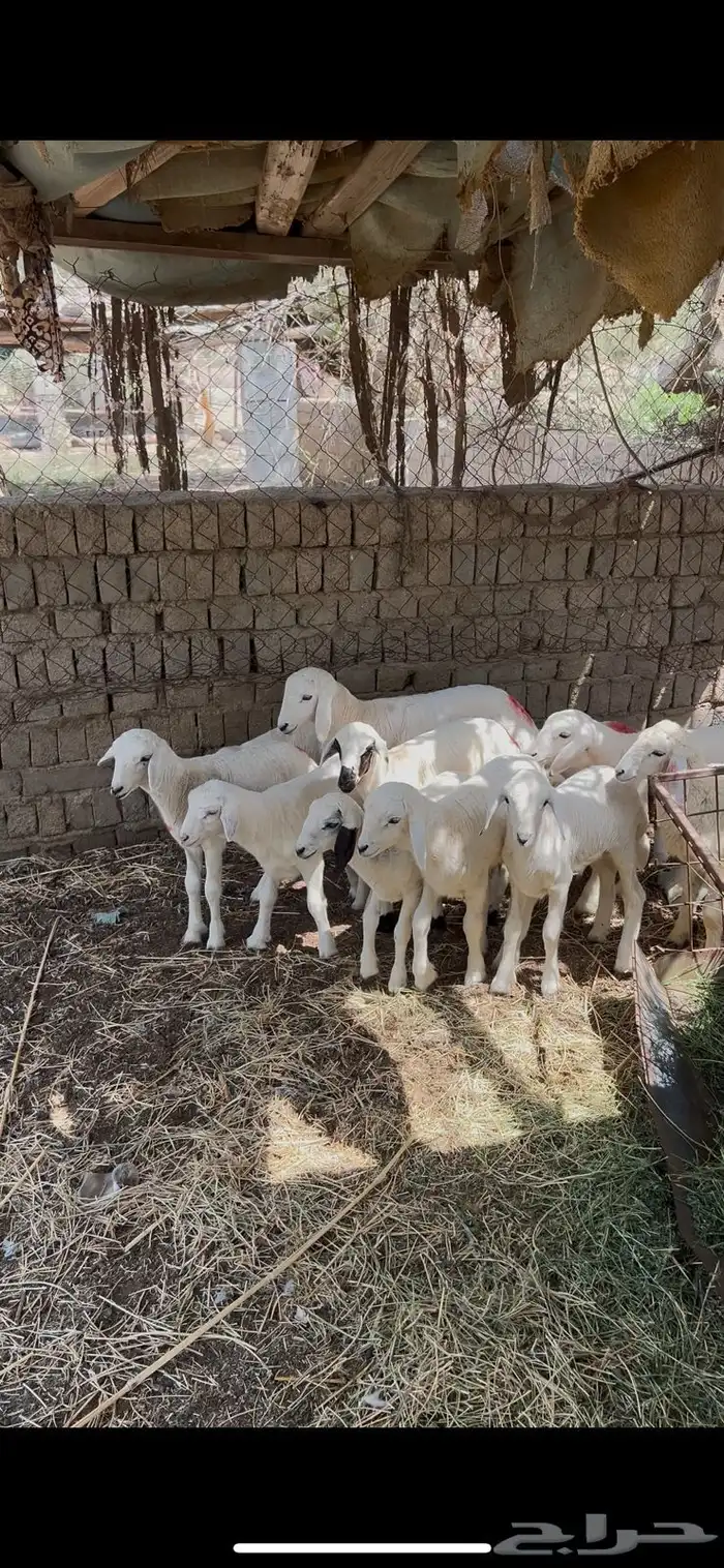 حلال للبيع 0