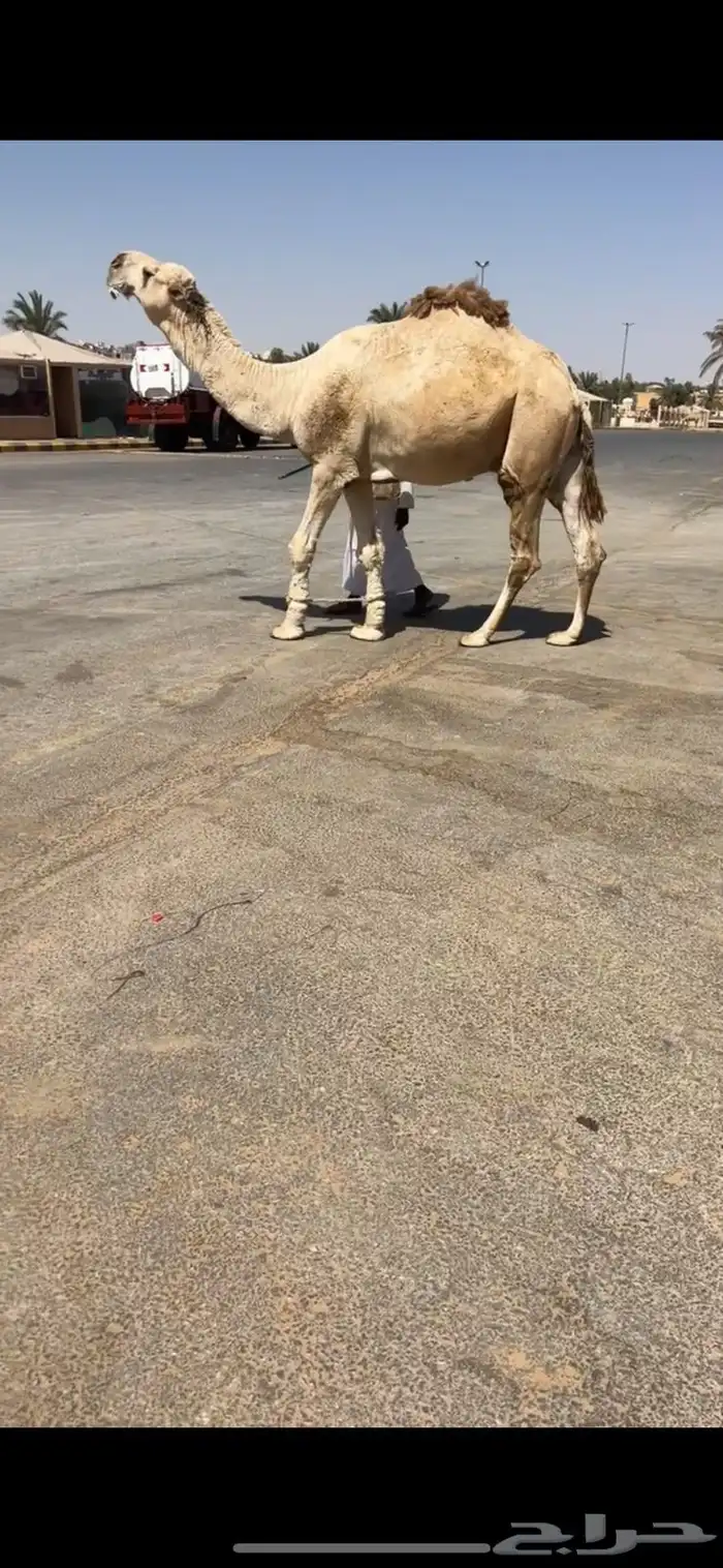 للبيع بعير منتج 0