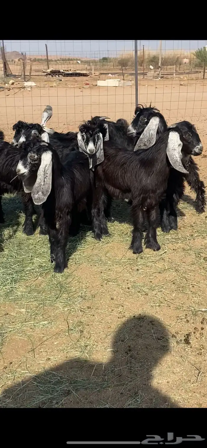 مراح معزا للبيع 19