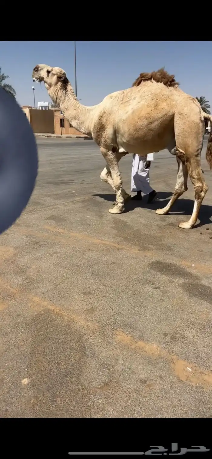 للبيع بعير منتج 1