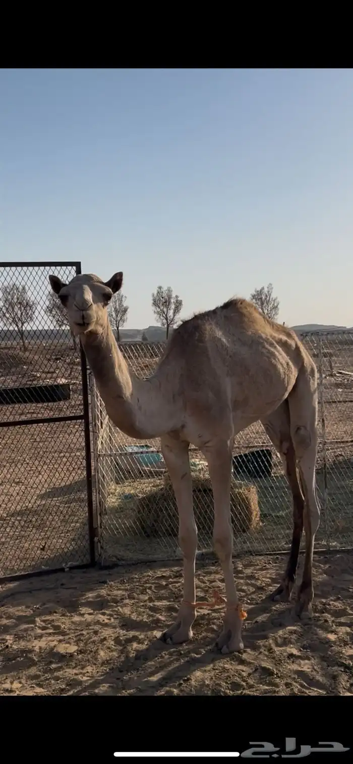 للبيع بكره وقعود 0