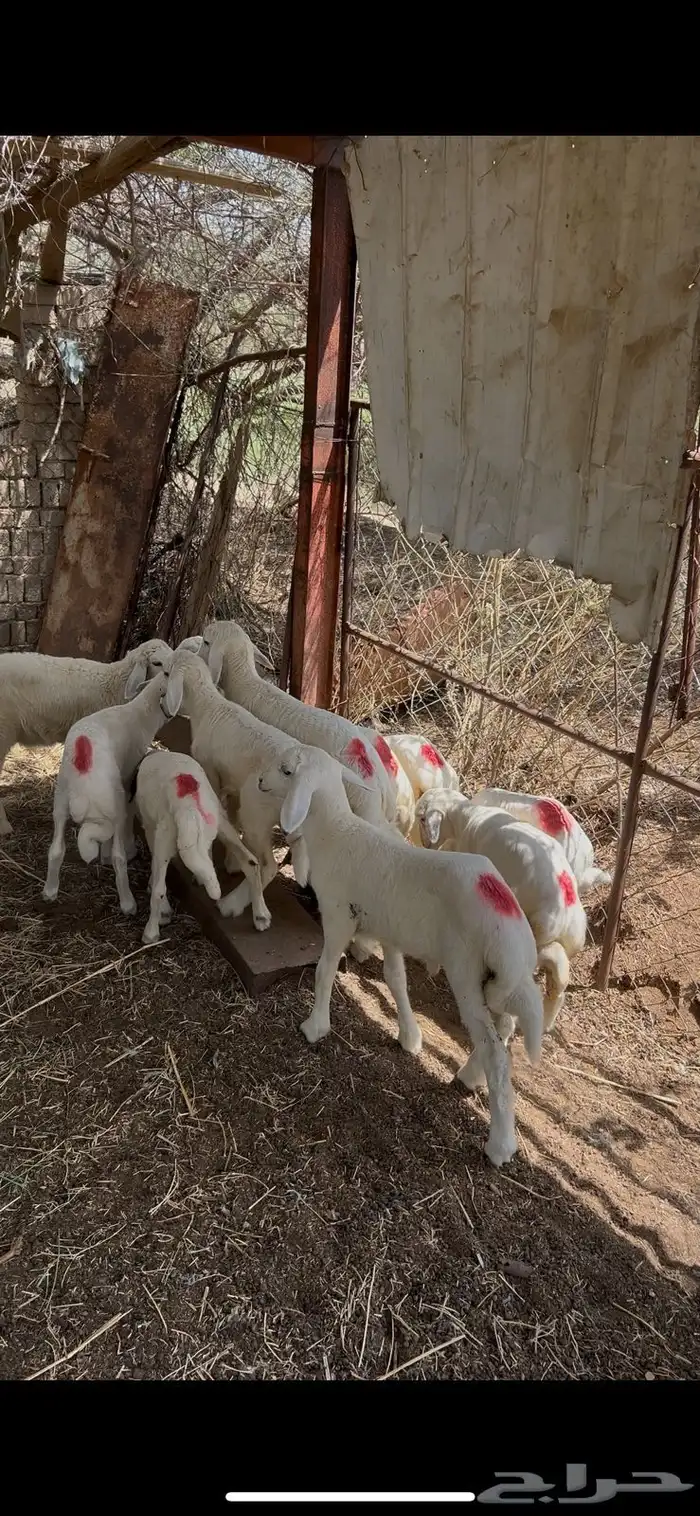 حلال للبيع 2
