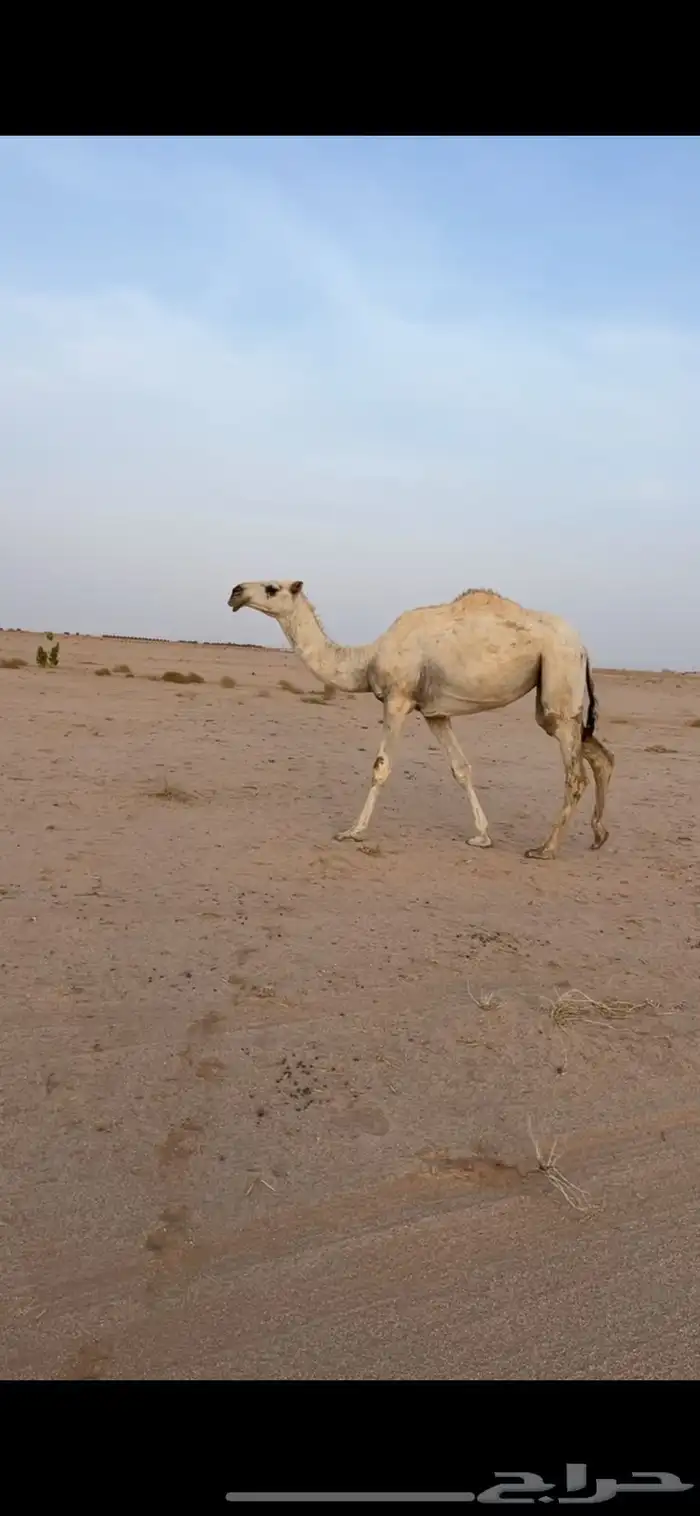 بكره حقه كفو 1