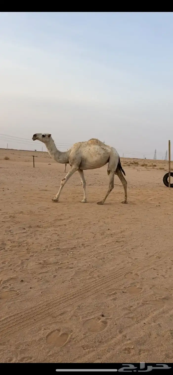 بكره حقه كفو 0