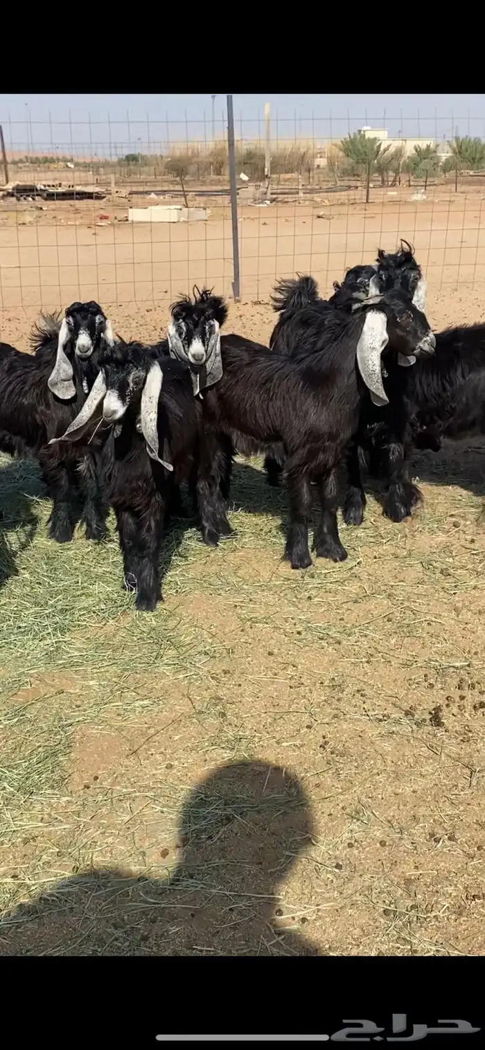 مراح معزا للبيع 18