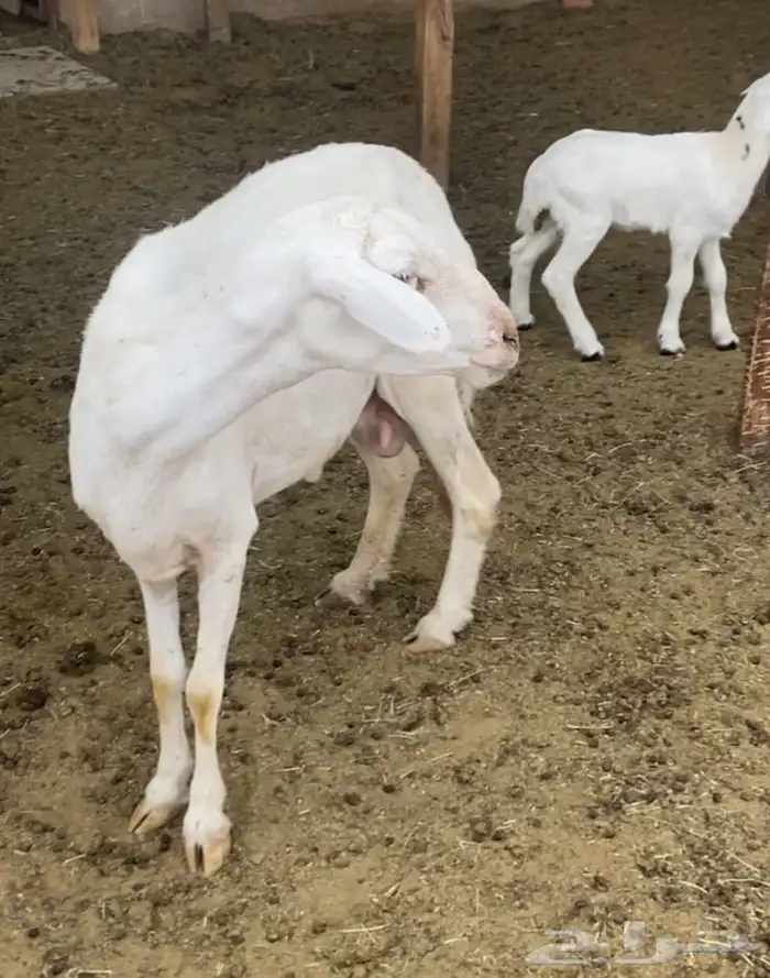 معزا للبيع و شاه حريه خلفات 7