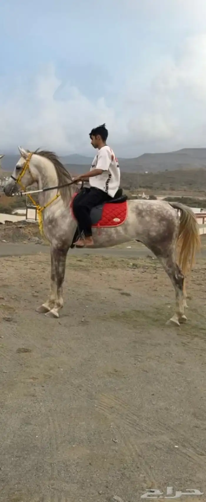 حصان شعبي فاخر 0