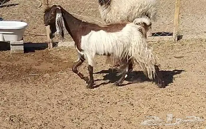 معزا مشاريك 2