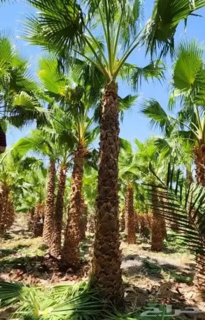 تنسيق الحدائق المنزلية 16