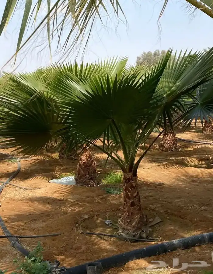 تنسيق الحدائق المنزلية 9