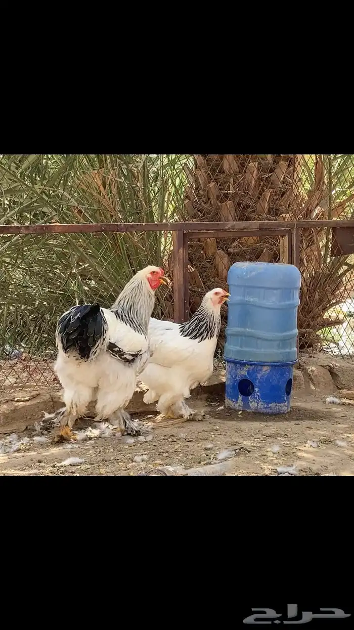 اطقم دجاج براهما كولومبي بياض 2