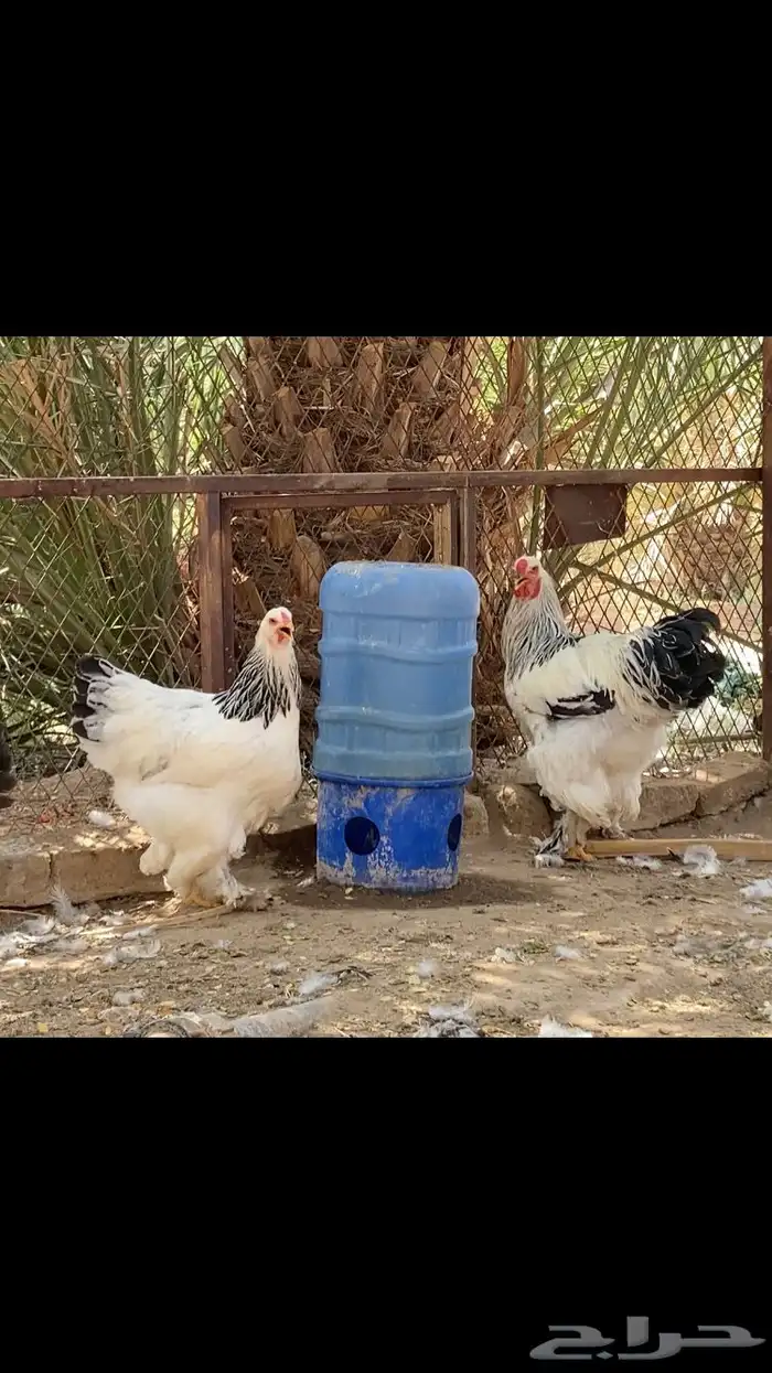 اطقم دجاج براهما كولومبي بياض 3