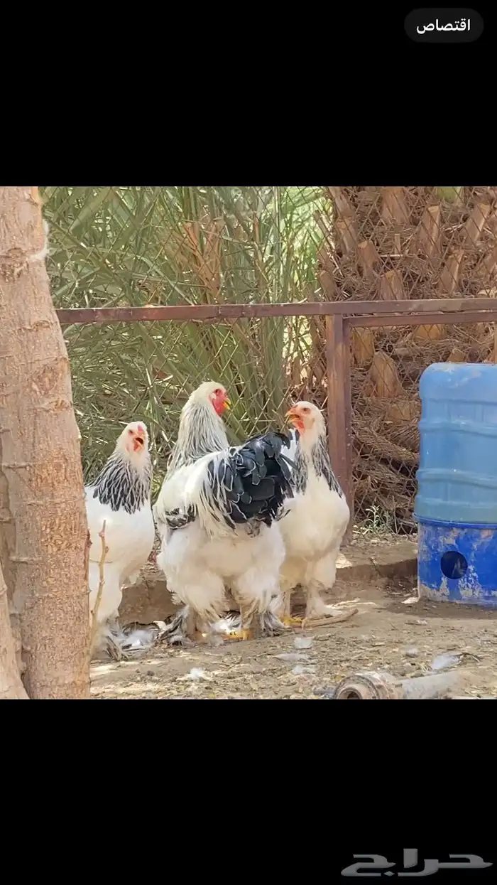 اطقم دجاج براهما كولومبي بياض 1