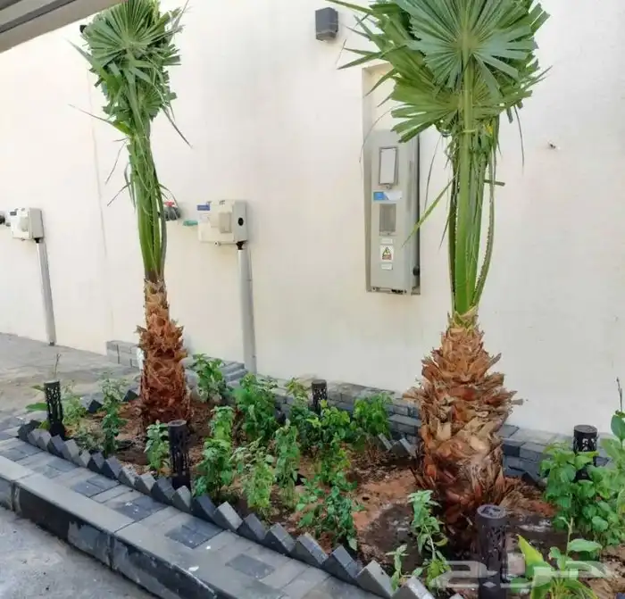 تنسيق الحدائق المنزلية 2