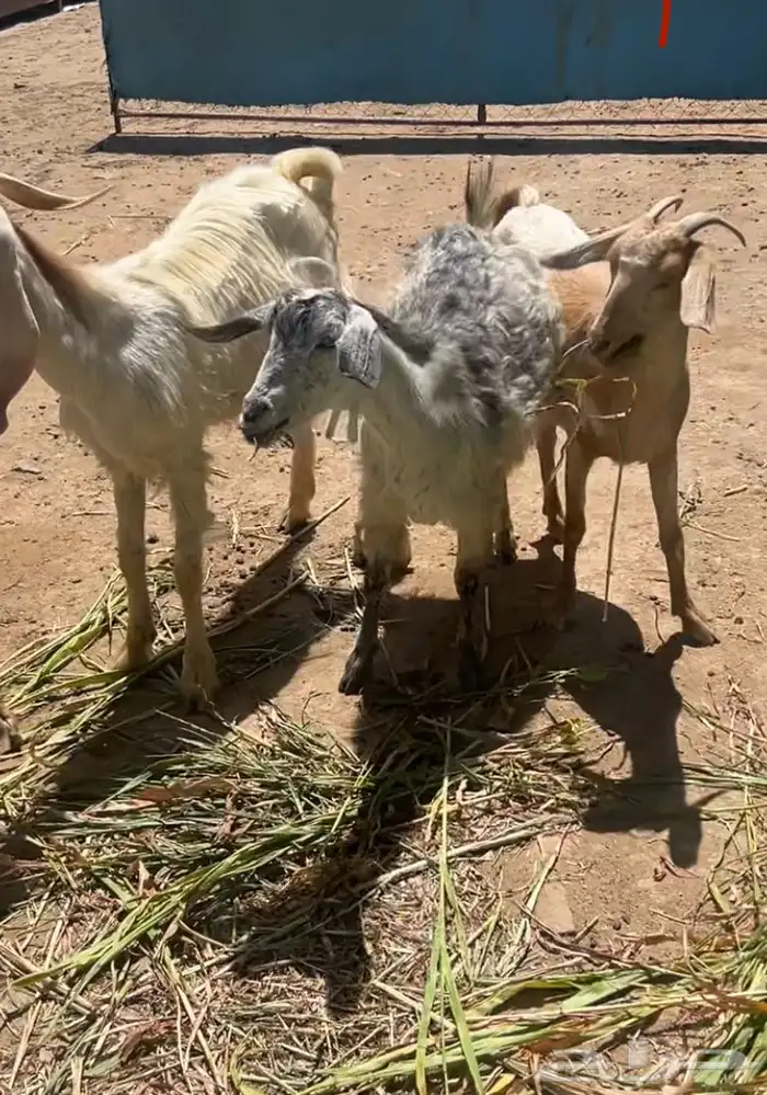معزا للبيع 2