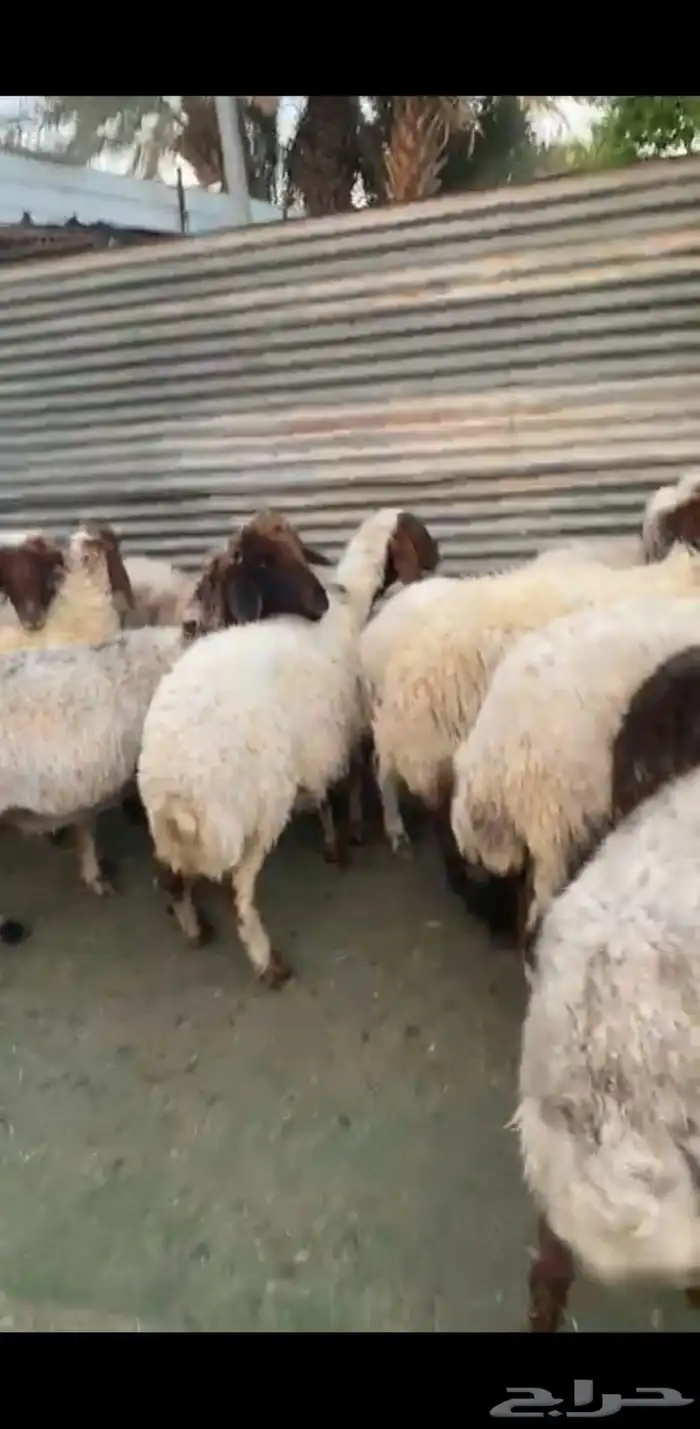 غنم نعيم 3
