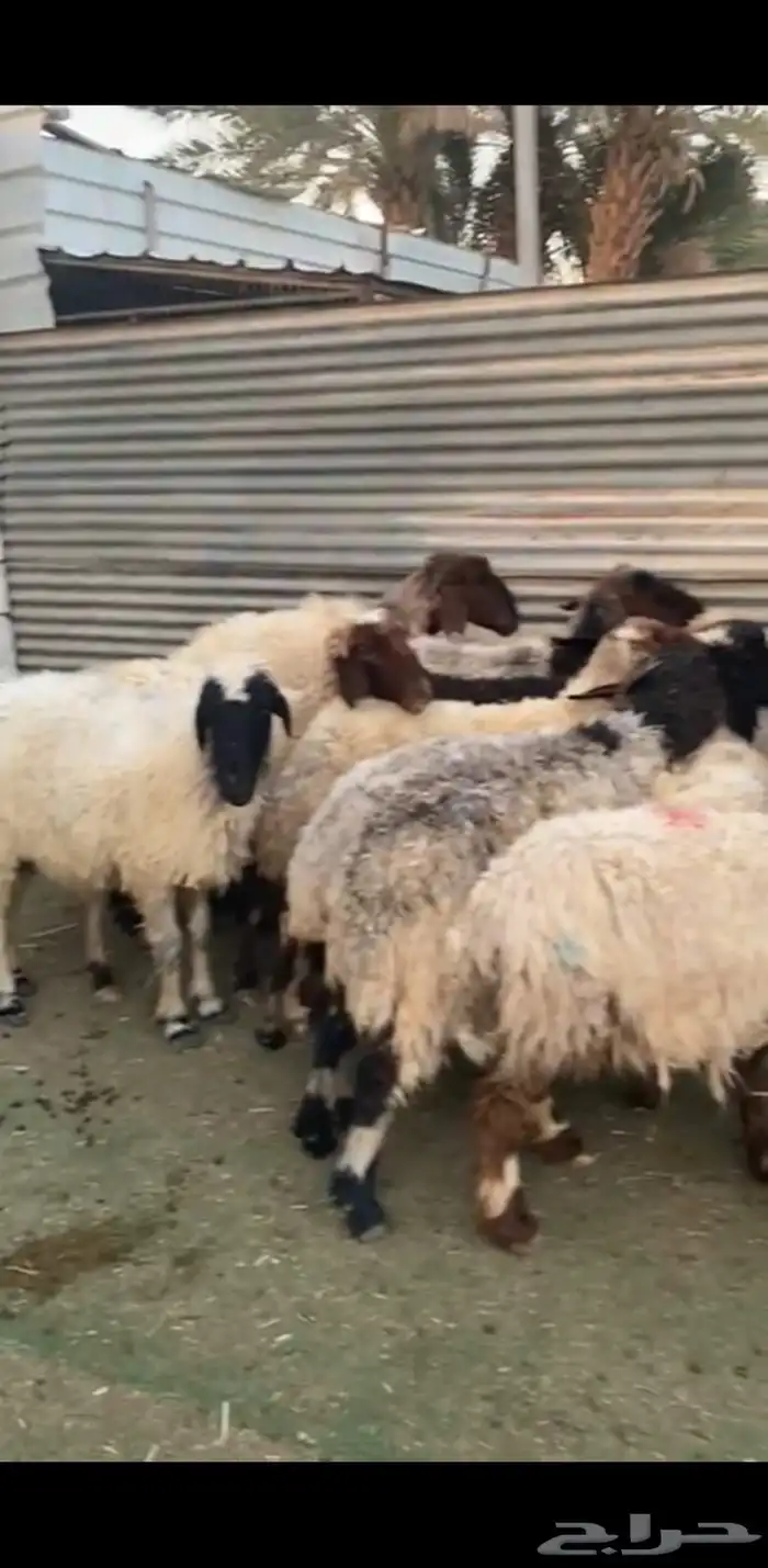 غنم نعيم 5