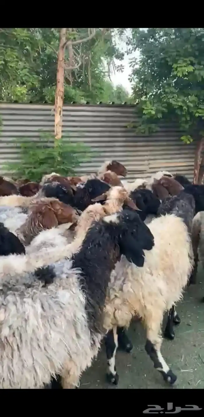 غنم نعيم 4