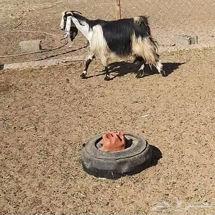 معزا مشاريك 17