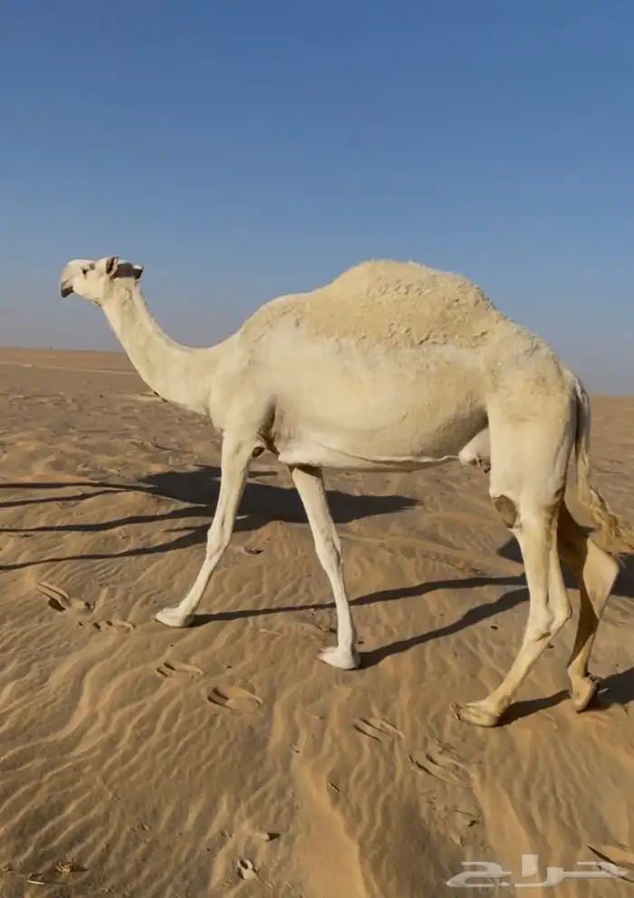 عشرا ضروبه وبنتها 1