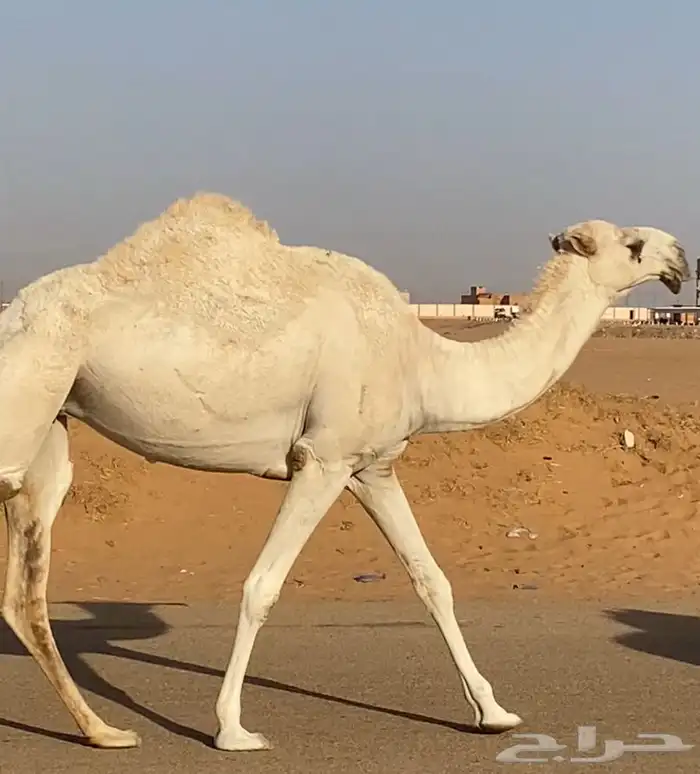 للقحات حقه للبيع 1
