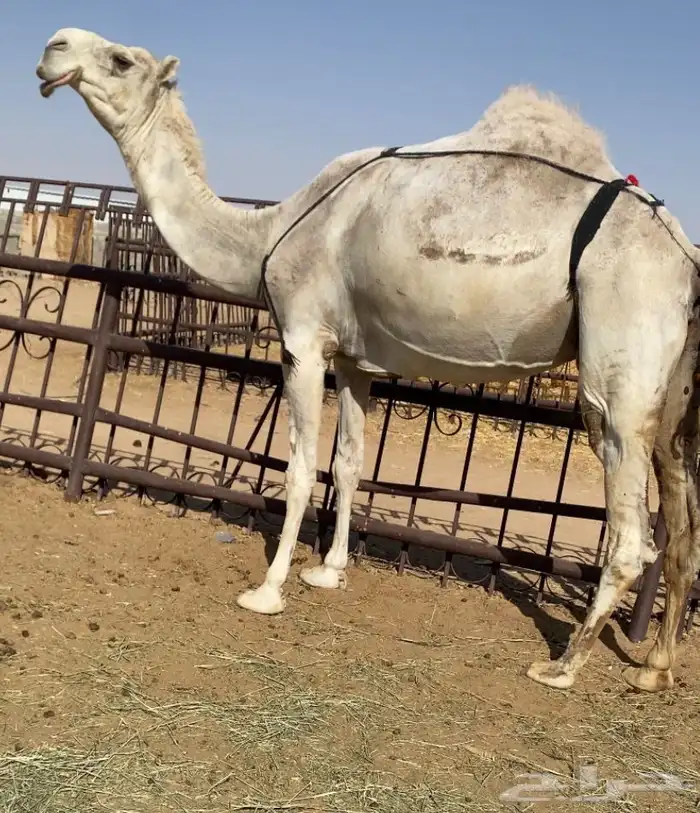 خفوت رمانيه 0