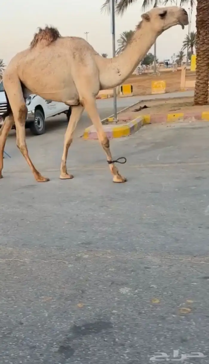 للبيع القعود الكفوو 0