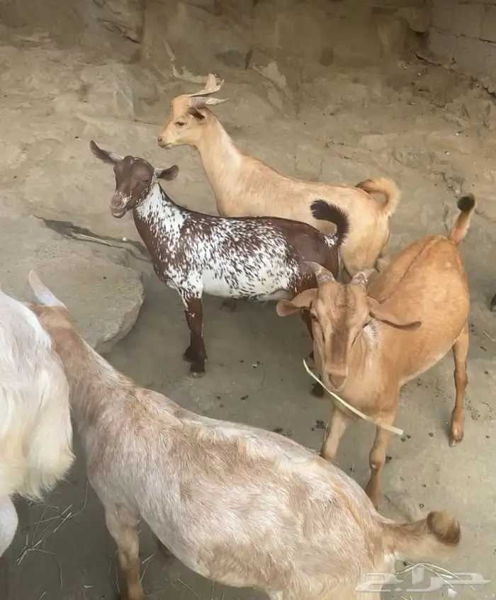 ذبائح كفو 3
