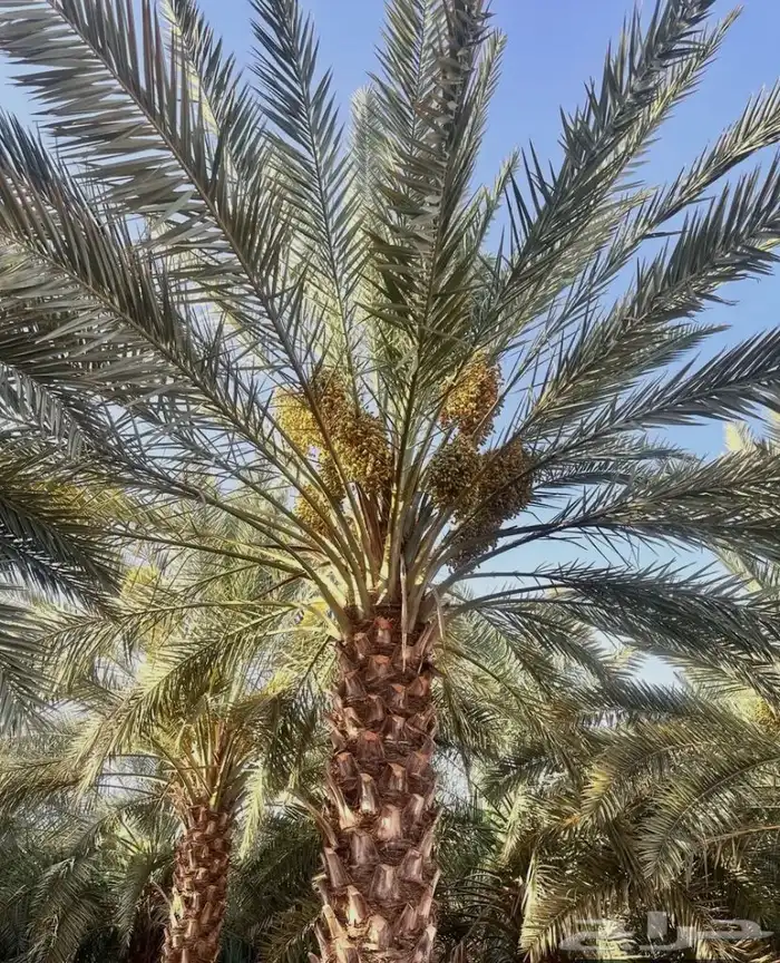تمر برني 0