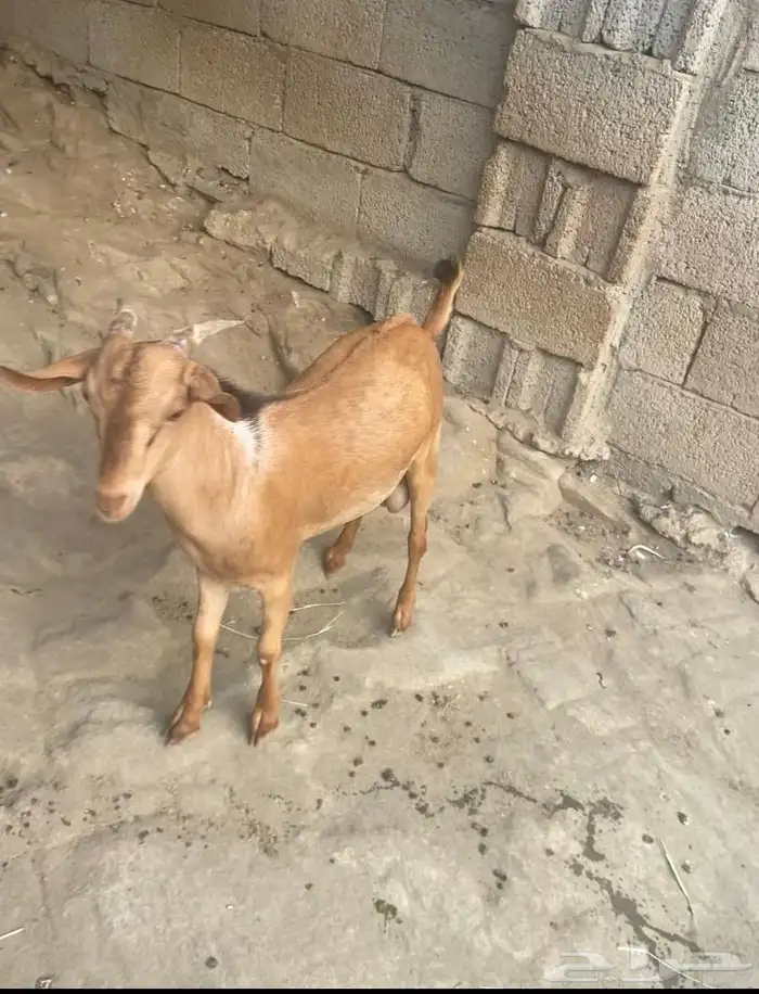 ذبائح كفو 2