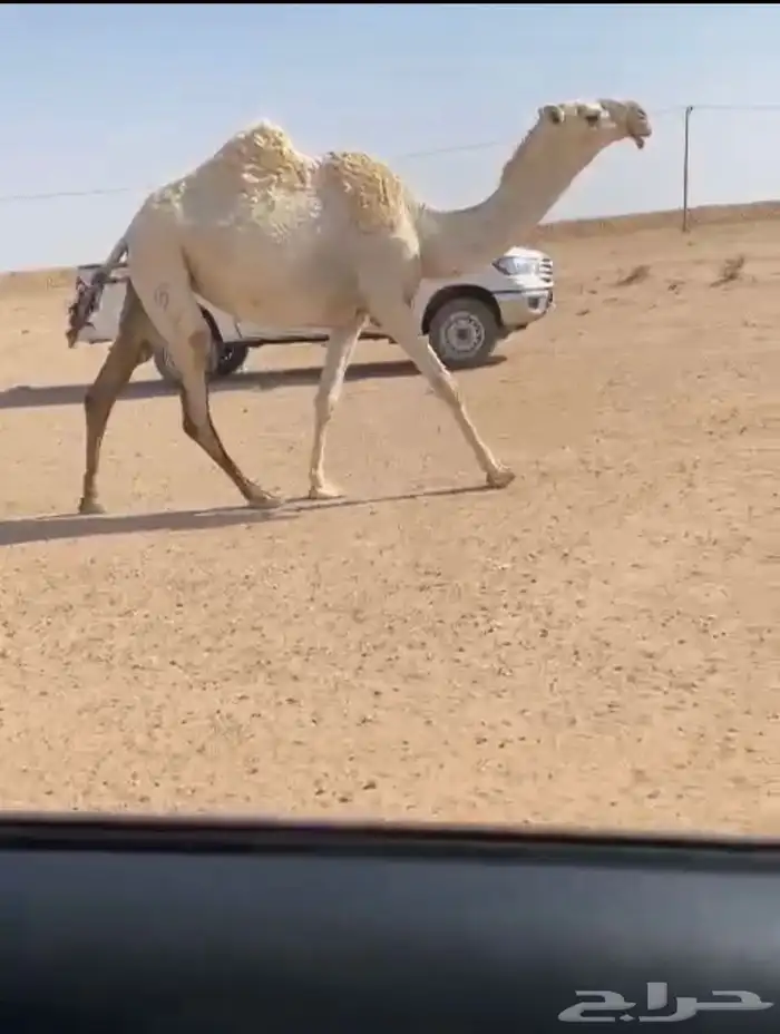 للبيع جذعه لقحه 0