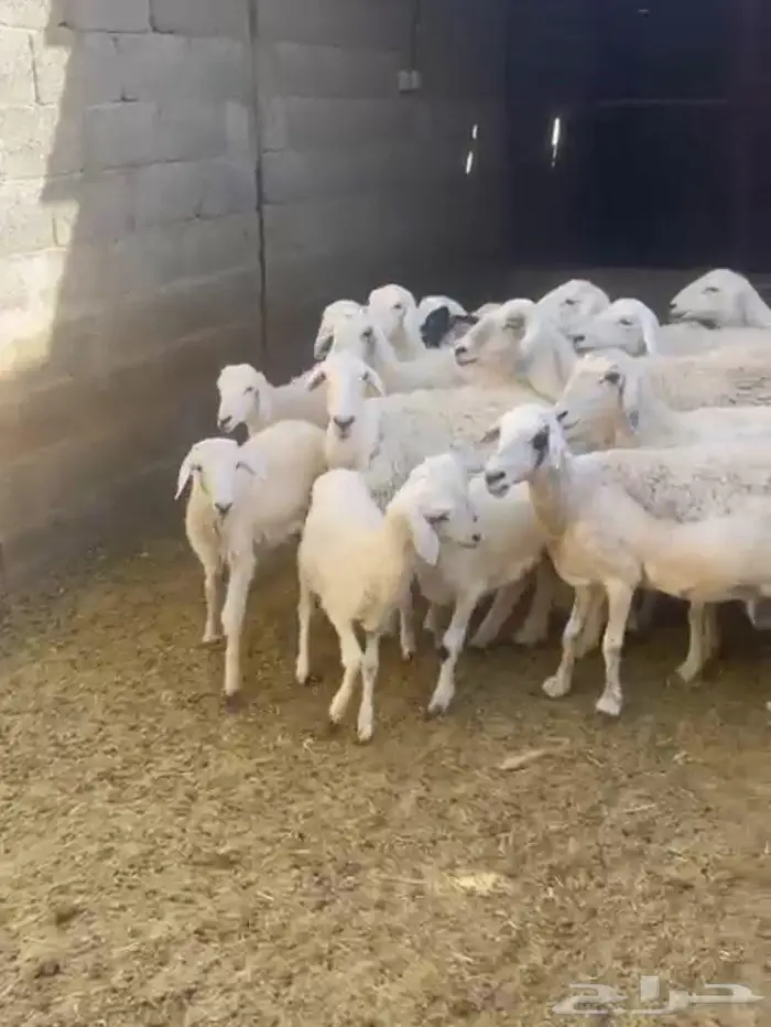 غنم حريه للبيع في الخرج 2