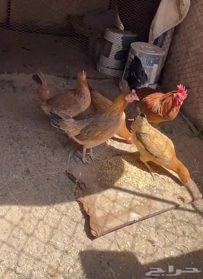 أربع من دجاج وديك كفو للبيع على اسوم الموقع الحفائرقبل طريب 2
