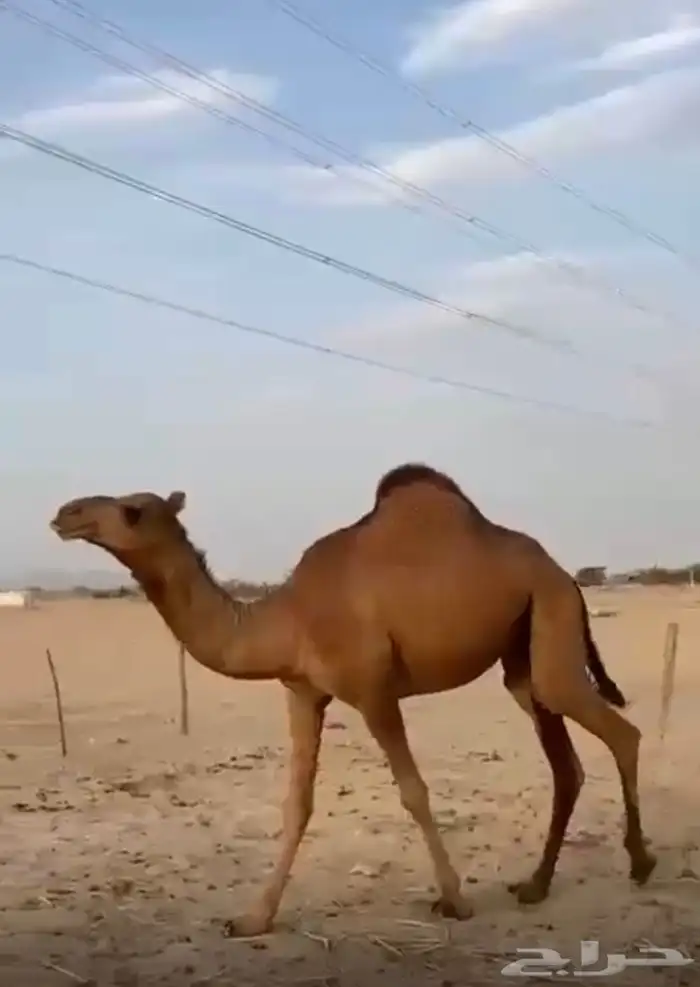للبيع بكره ساحليه حمرا حقه منوه القناي 0