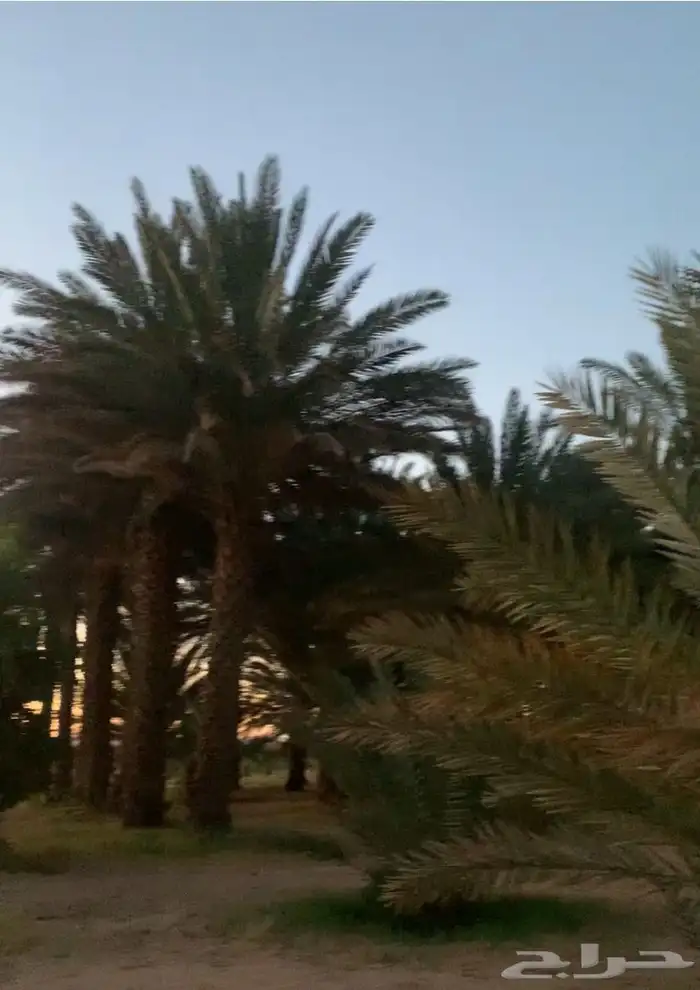 تمر برني 1