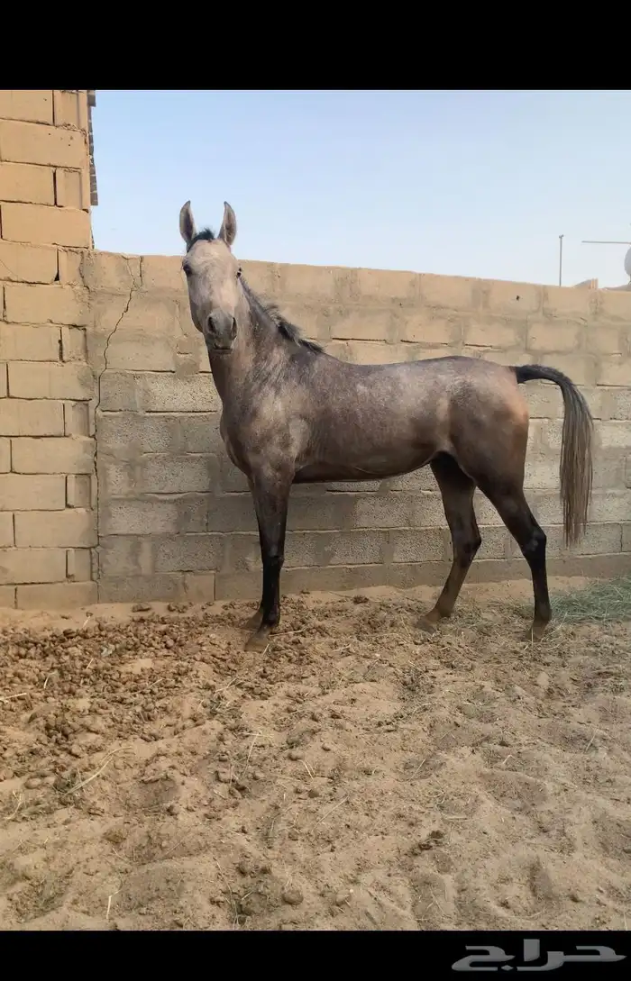 مهره شعبيه شيخه 3