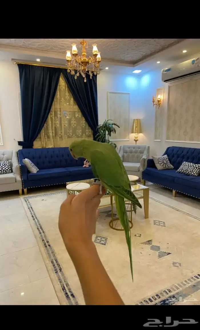 دره اليف 1
