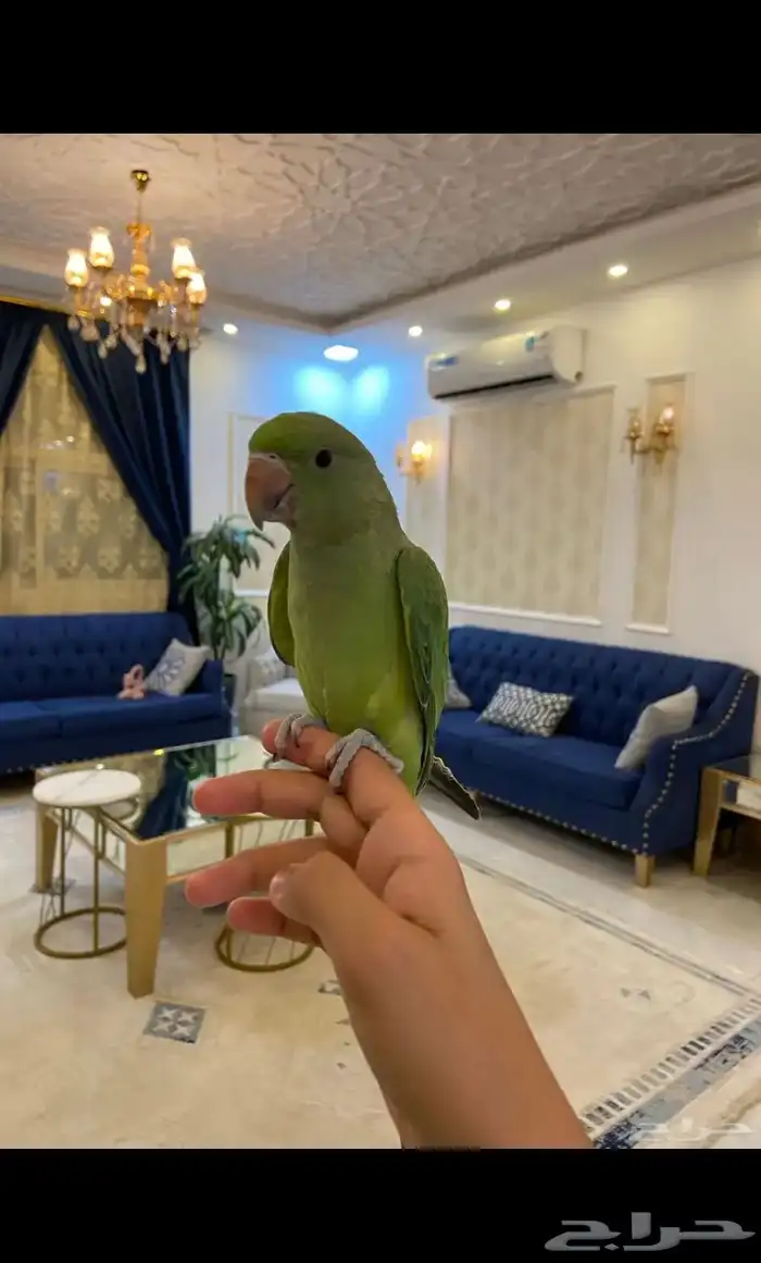 دره اليف 3