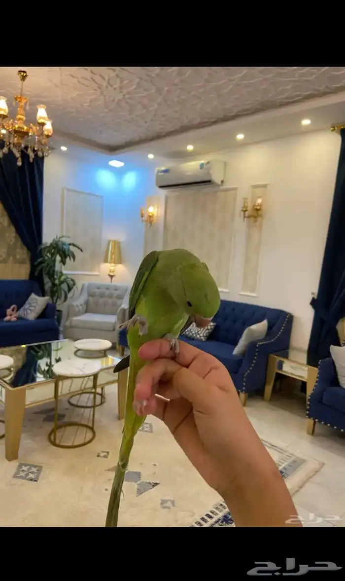 دره اليف 2