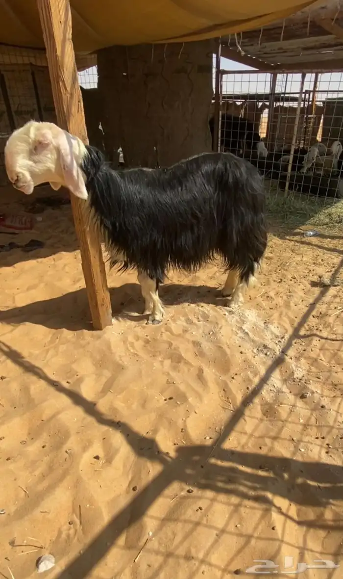شاة نجدية 1