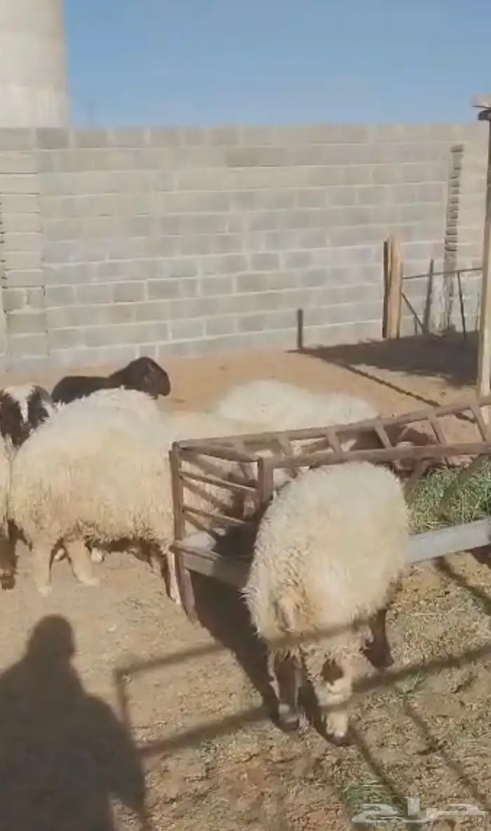 نعيم طليان 0