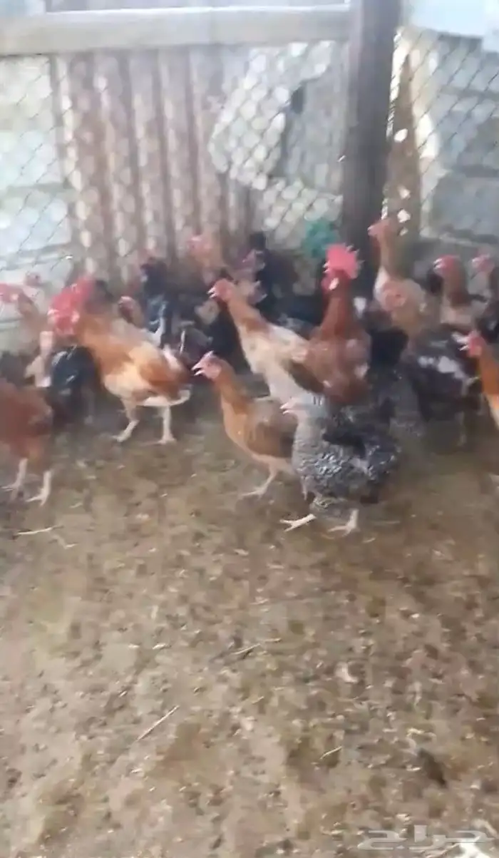 دجاج بلدي بياض 0
