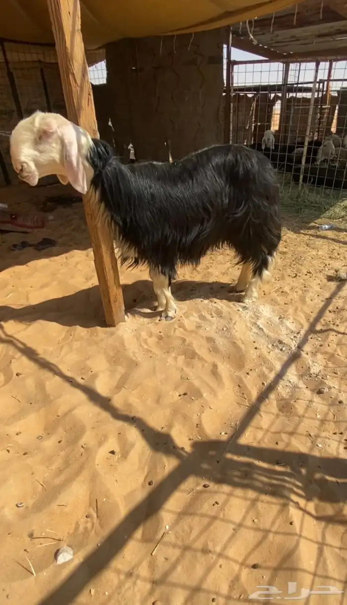 شاة نجدية 0