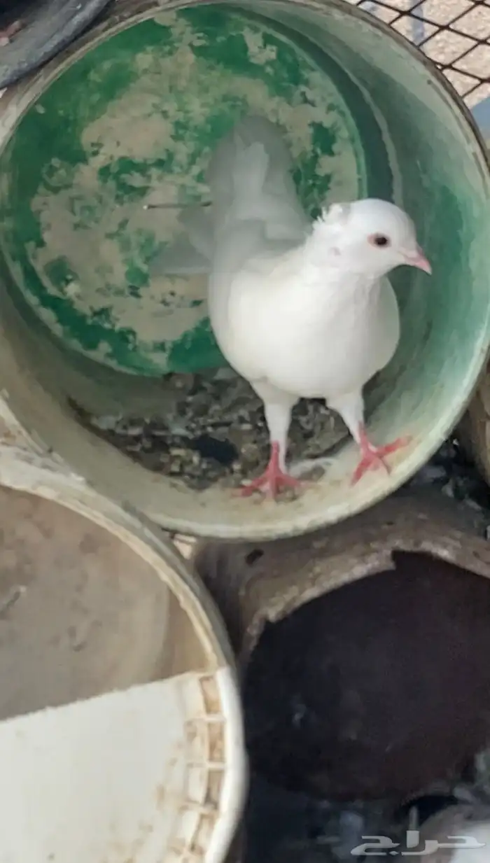 حمام شماسي ذكور توهن صغار 0